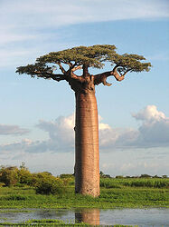 400px-Adansonia_grandidieri04