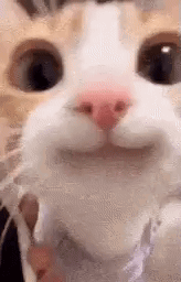 Happy Cat GIF - Happy cat - Discover & Share GIFs