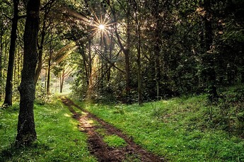 Forest-Path-Pictures-1