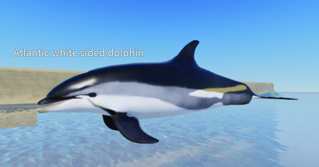 3D Dolphin models - Creations Feedback - Developer Forum | Roblox