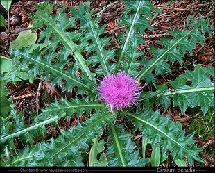 cirsium_acaulis_lg151059