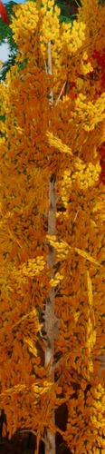 weirdtreelighting